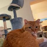 Picture of cat lost at Cincinatti