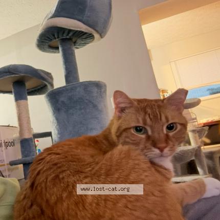 Photo 1/2 Sonny Chat lost in Cincinatti