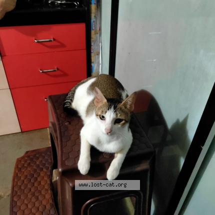 Photo 1/1 Dolly Chat lost in Panvel