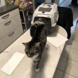 Picture of cat found at Consac