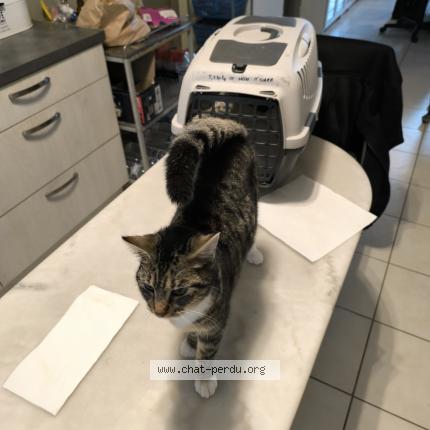 Photo 1/2 Found cat Found in Consac