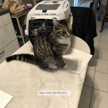 Photo 2/2 Found cat Found in Consac