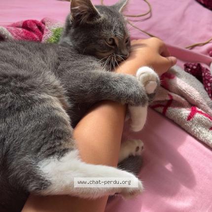 Photo 1/1 Aylan Chat lost in Guignes