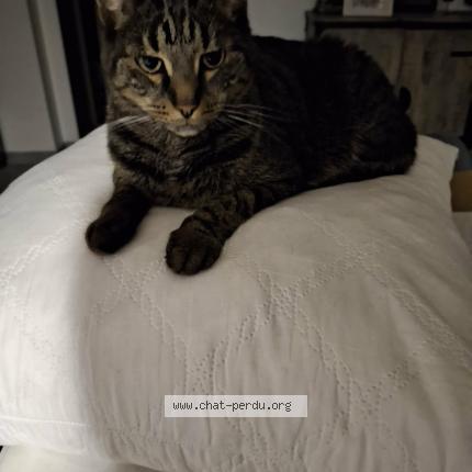 Photo 1/1 Shadow Chat lost in Laneuvelotte