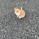 Picture of cat found at Pont Audemer