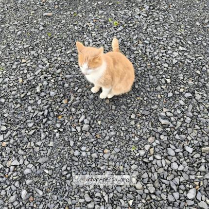 Photo 1/4 Found cat Found in Pont audemer