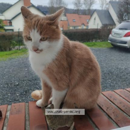 Photo 2/4 Found cat Found in Pont audemer