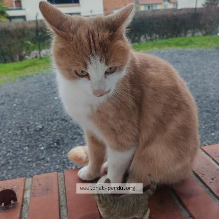 Photo 3/4 Found cat Found in Pont audemer