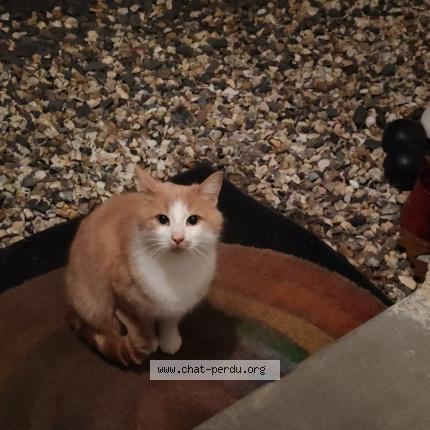 Photo 4/4 Found cat Found in Pont audemer