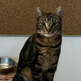 Picture of cat lost at Labege