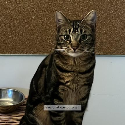 Photo 1/1 Mugen Chat lost in Labege