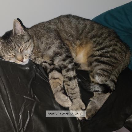 Photo 1/1 Warrior Chat lost in Saint germain de longue chaume