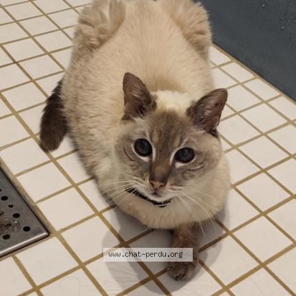 Photo 1/1 Juju Chat lost in Louvroil