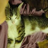 Picture of cat lost at Veauche