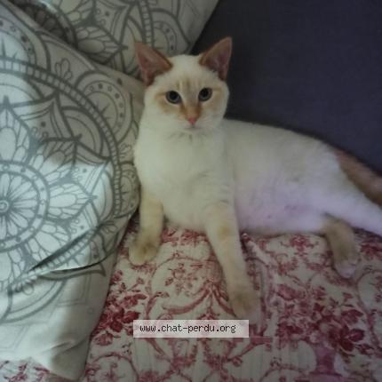 Photo 1/1 Racassou Chat lost in Saint medard de mussidan