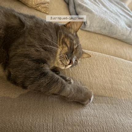 Photo 1/1 Mia Chat lost in Viggianello