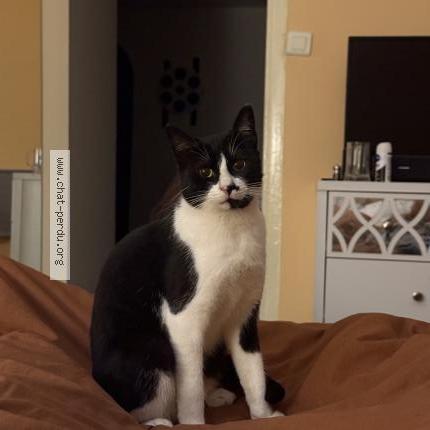 Photo 1/1 Styx Chat lost in Cannes