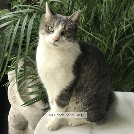 Photo 1/1 Grisouille répond à. Mimoune Chat lost in Drace