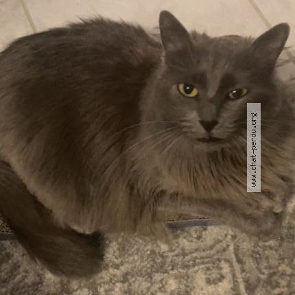 Photo 1/1 Hermione Chat lost in Besancon