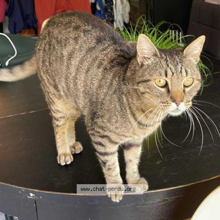 Photo 1/1 Neisson Chat lost in Coquainvilliers