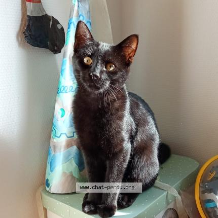 Photo 1/1 Atlas Chat lost in Rennes