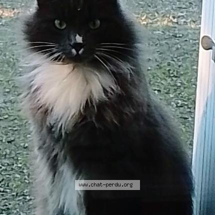 Photo 1/1 Bidou Chat lost in Inzinzac lochrist