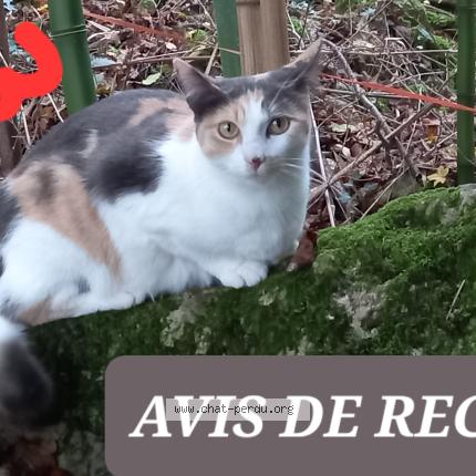 Photo 1/1 Cat reunited Lost in Bregnier cordon