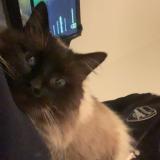 Picture of cat found at Benejacq