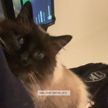 Photo 1/1 Found cat Found in Benejacq