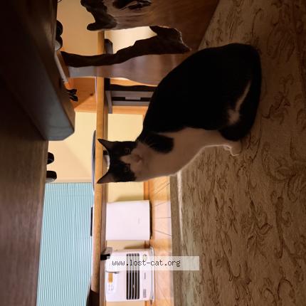 Photo 1/1 Found cat Found in Aso