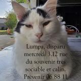 Picture of cat lost at Ruelle Sur Touvre