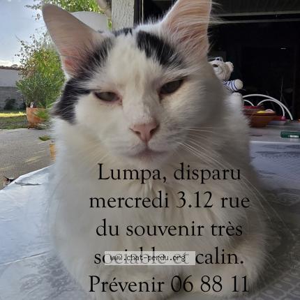 Photo 1/1 LUMPA Chat lost in Ruelle sur touvre