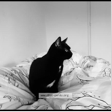 Photo 1/1 Bagherra Chat lost in Ifs