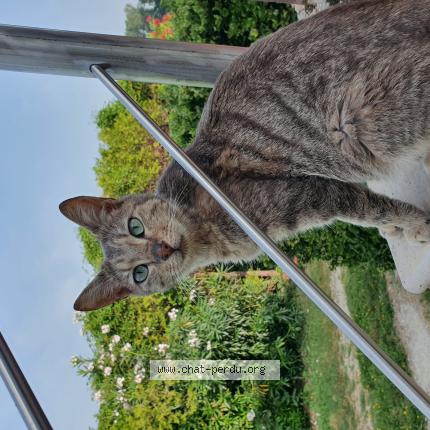 Photo 1/1 Chachou Chat lost in Le thor