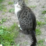 Picture of cat lost at La Rochelle