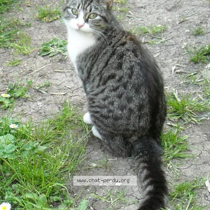 Photo 1/1 Pomponnette Chat lost in La rochelle