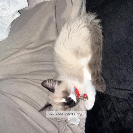 Photo 1/1 Yuni Chat lost in Toulouse