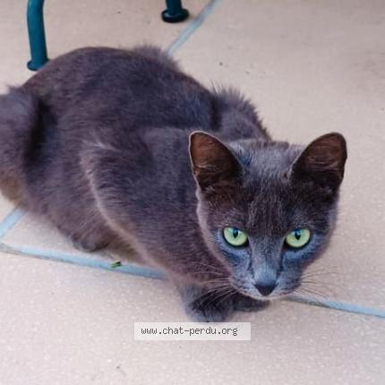 Photo 1/1 Lolo Chat lost in Saint castin