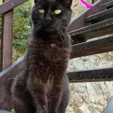 Picture of cat lost at Satillieu