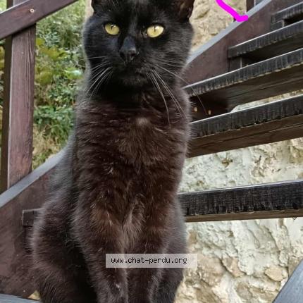 Photo 1/1 Ceylian Chat lost in Satillieu