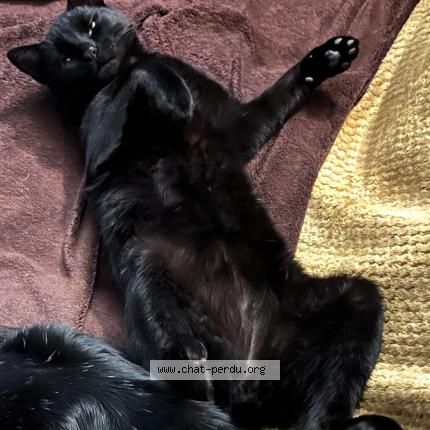 Photo 1/3 Cat reunited Lost in Saint denis