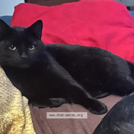 Photo 2/3 Cat reunited Lost in Saint denis