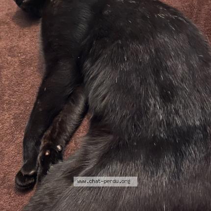 Photo 3/3 Cat reunited Lost in Saint denis