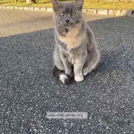 Photo 1/1 gnagna Chat lost in Buhl