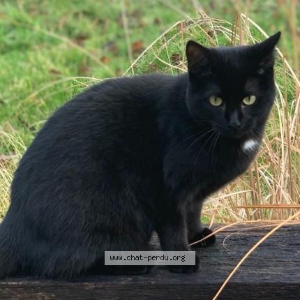 Foto van vermiste kat in Naninne