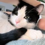 Picture of cat lost at Paris