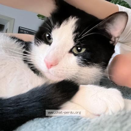 Photo 1/1 Rocky Chat lost in Paris