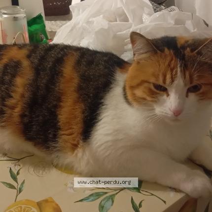 Photo 1/1 Câline Chat lost in Villepinte