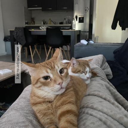 Photo 1/1 Joke Chat lost in Challans