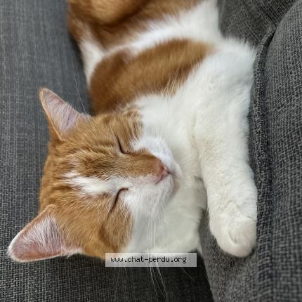 Photo 1/1 Karamel Chat lost in Baisieux